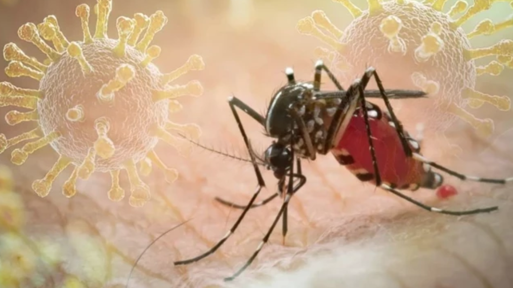 Chikungunya Virüsü Alarmı!