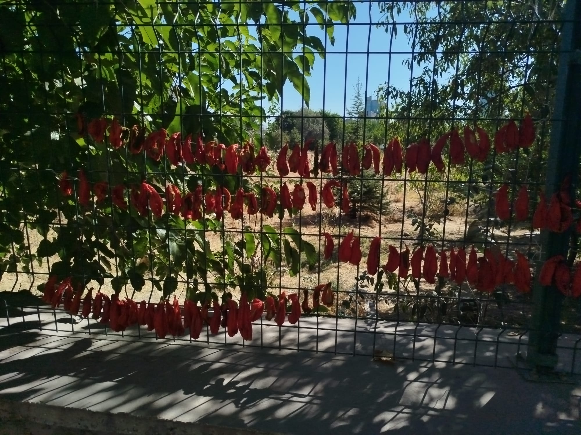 Elazığ’da Mezarlık Demirleri Kışlık Kurutmalık Alanına Döndü