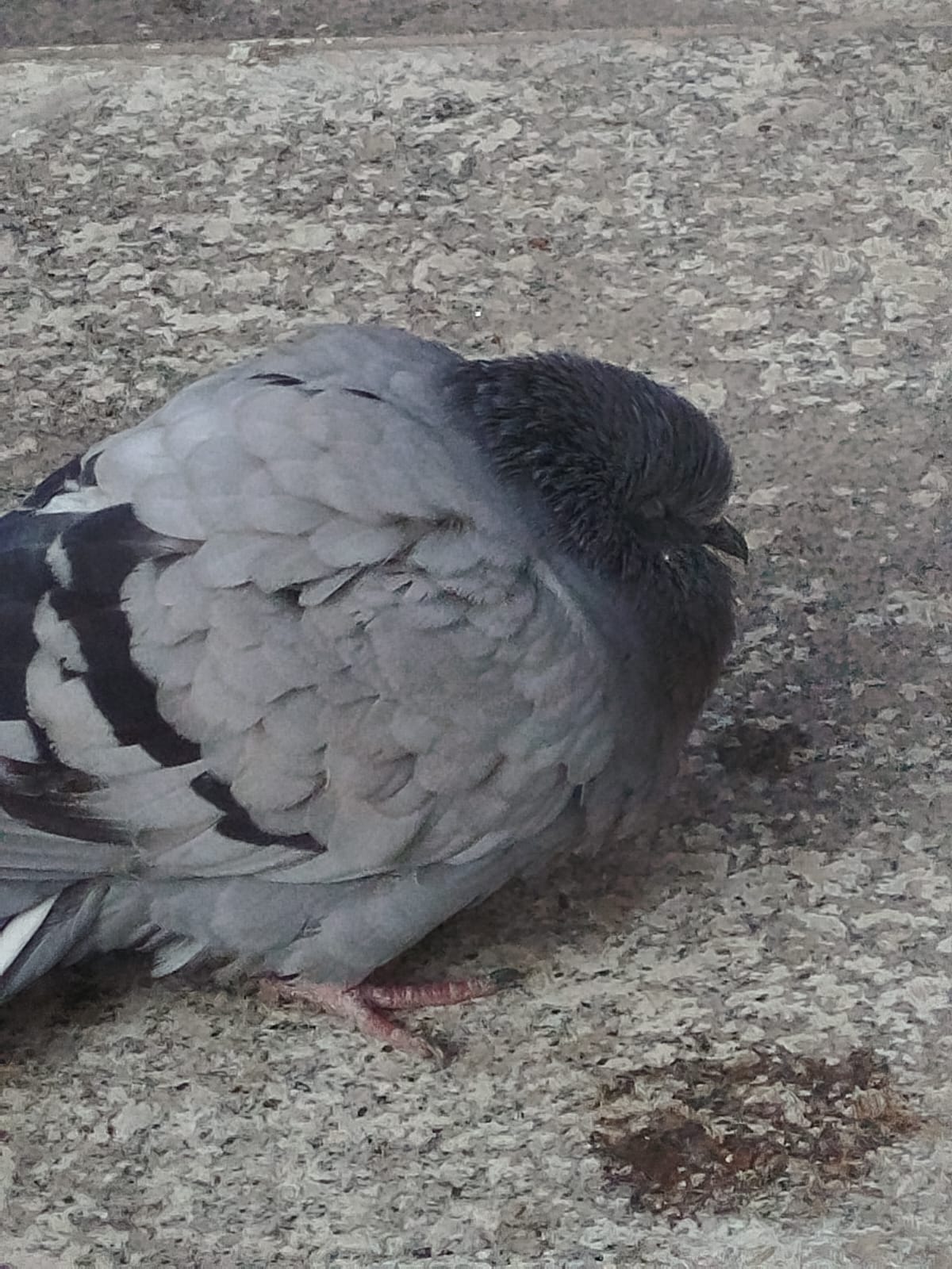 Köfteciler Sokağı’nda Yorgun Bir Güvercinin Sessiz Çığlığı