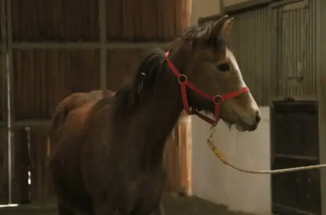 Ne otel de ne de şirket! Yanlış duymadınız, TMSF bu kez at satıyor