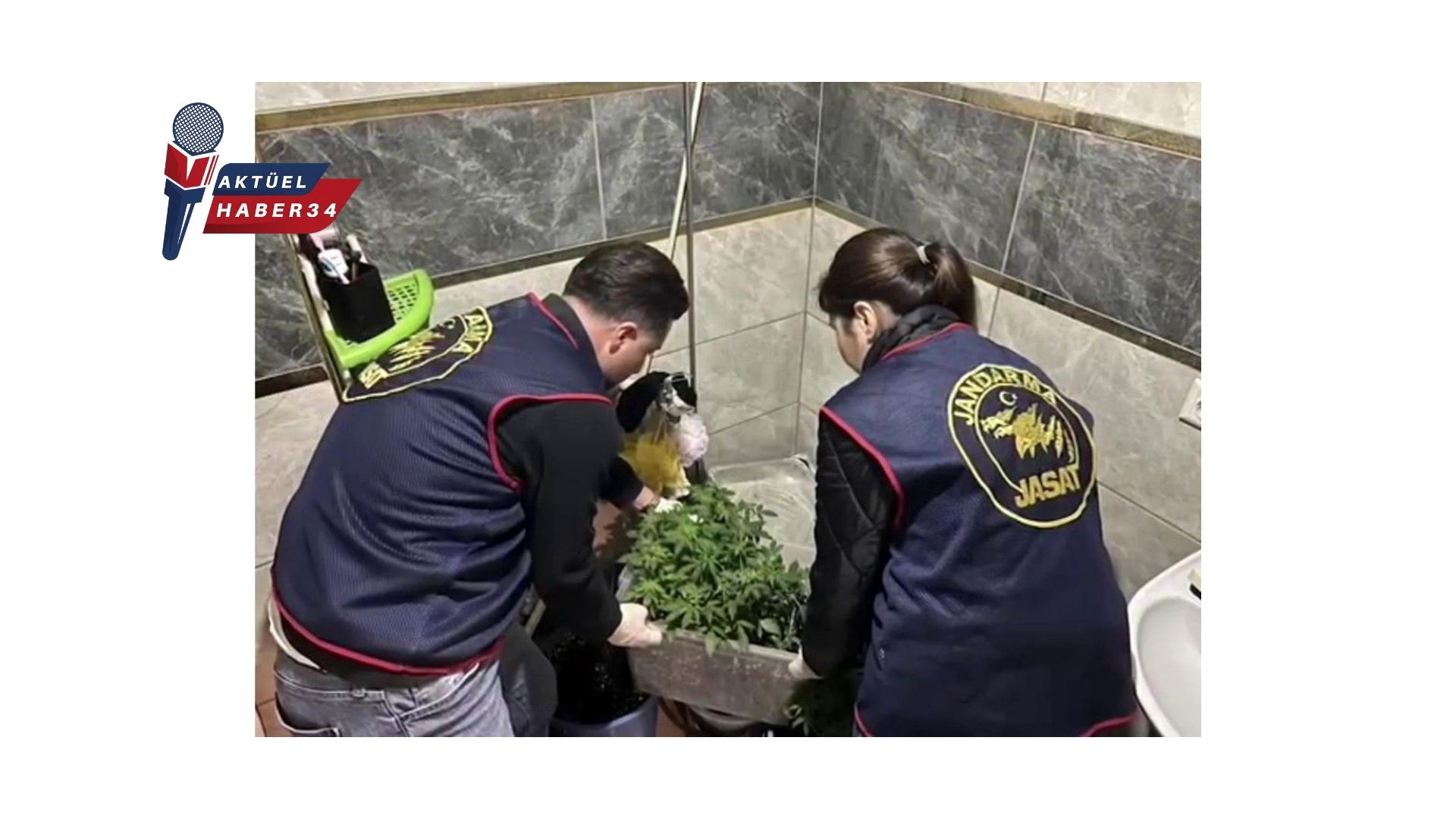 Evlerinde saksı içerisinde kenevir yetiştiren tacirlere operasyon