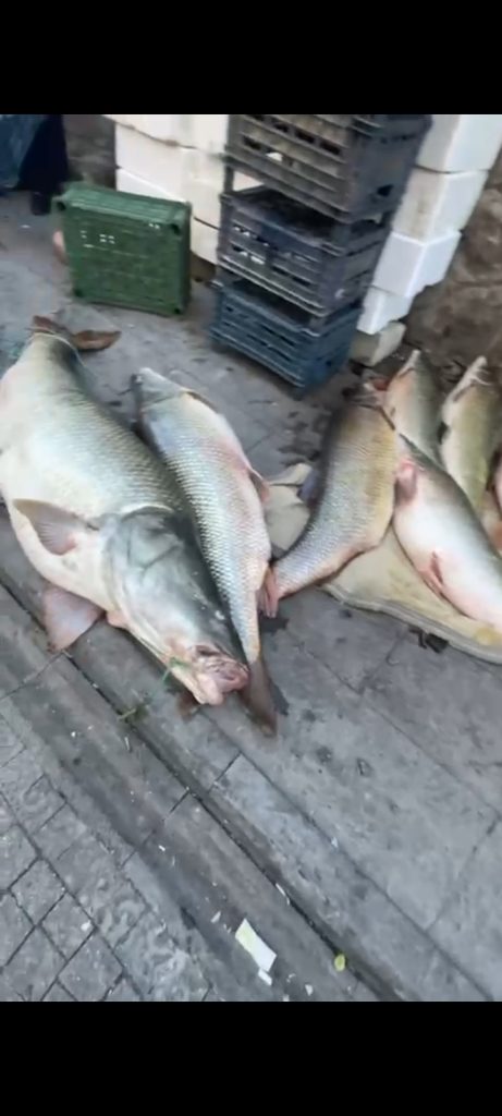 Elazığ’da  turna balığı yakalandı