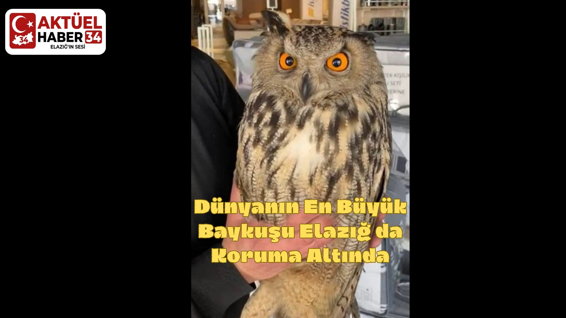 Dünyanın En Büyük Baykuşu Elazığ da Koruma Altında