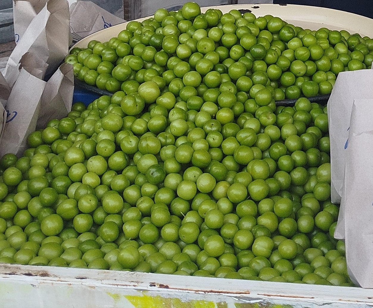 ELAZIĞ ‘ DA ERİĞİN KİLOSU ALTINLA YARIŞIYOR