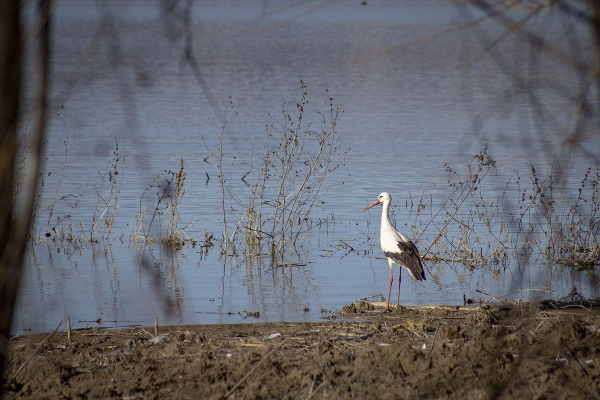 “Baharın müjdecisi” leylekler Karakaya Barajı etrafındaki yuvalarına dönmeye başladı