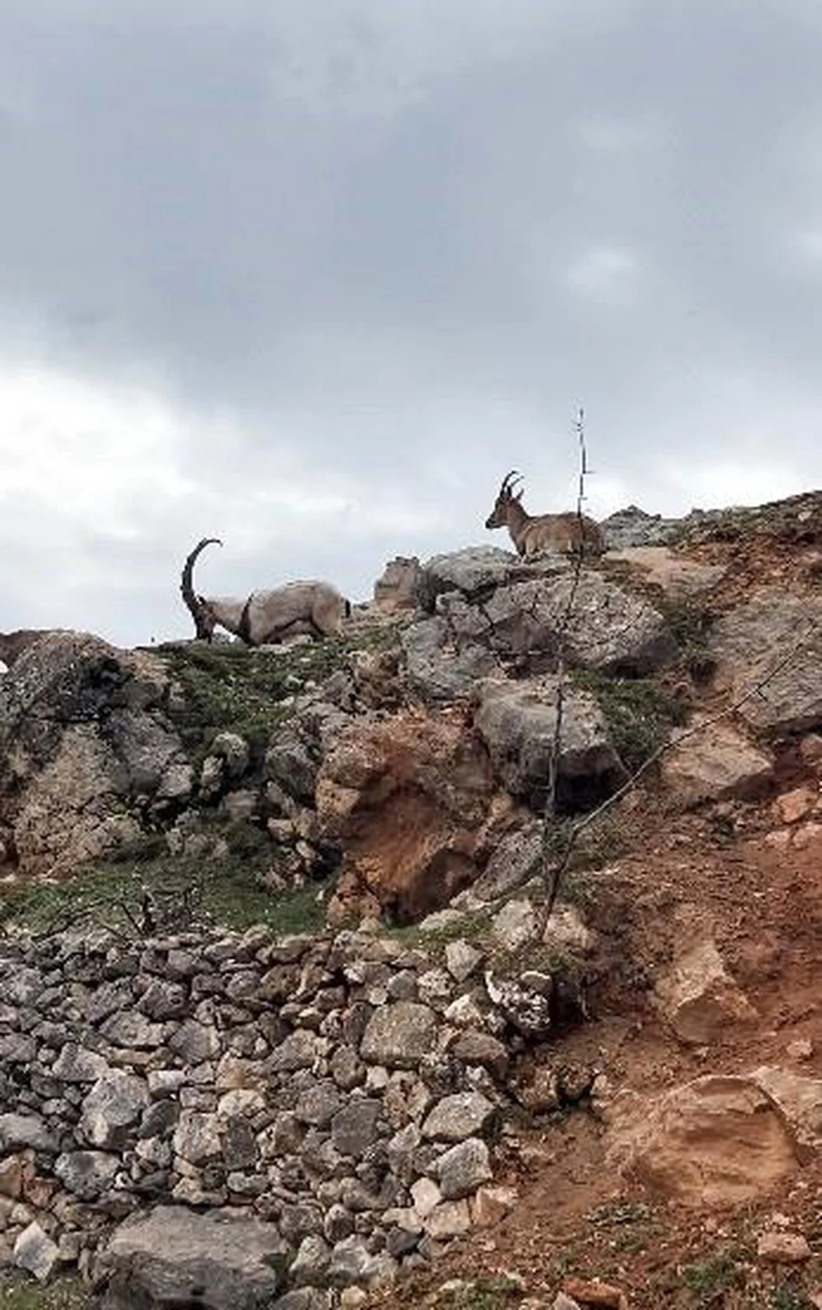 Dağ keçileri sürü halinde görüntülendi