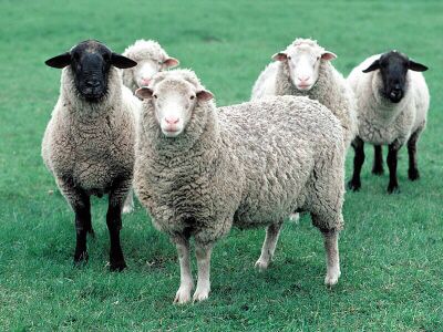 Elazığ’da Dahil 81 İlde Küçükbaş Hayvancılığa Büyük Destek: Başvurular Başladı!