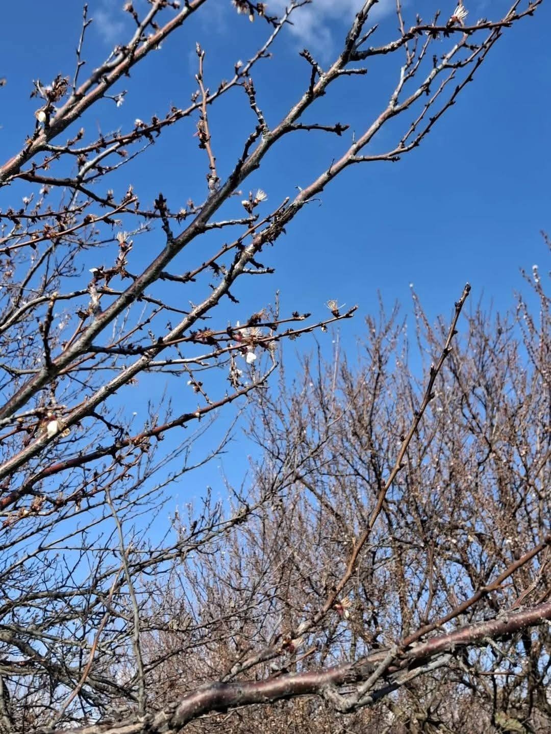 Baskil’de Kayısı Alarmı: Çiçekler Dökülüyor, Rekolte Riskte